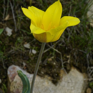 Tulipa kolpakowskianum